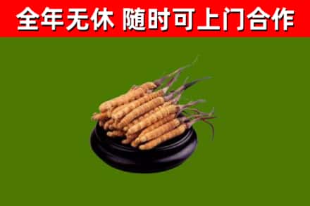 龙岗烟酒回收冬虫夏草.jpg